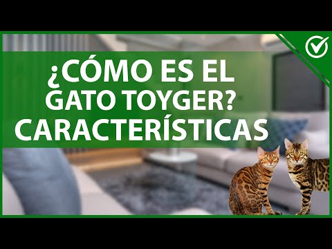 Video: Gato Toyger: Foto, Descripción De La Raza, Características Del Contenido, Reseñas De Propietarios