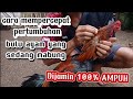 Cara mempercepat pertumbuhan bulu ayam || Sangat mudah \\100% Ampuh