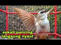Sekali Pancing Trucuk Macet Bunyi Langsung Nyaut Gacor Mp3 - Mp4 Download