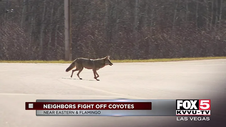 Valley dog owners take on dangerous coyotes