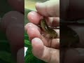 【閲覧注意】巨大化しすぎたギンヤンマのヤゴ