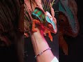 Какие различия еще ты заметил? #рептилии #животные #экзотика #зоомагазин #хамелеон #макросъёмка