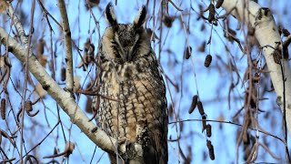 Gufo comune in roost - Long-eared owl in roost (Asio otus)