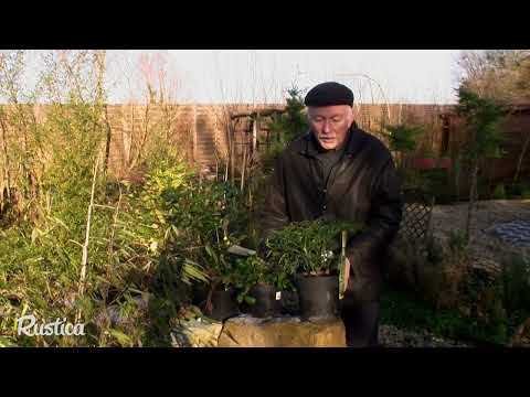 Choisir et planter un mahonia