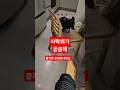 식탁위에 뭐가 있을까 #dog #하루 #강아지 #반려견 #반려동물 #닥스훈트 #dachshund