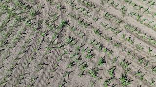 IN FRONT OF DJI MIN 4 DRONE : Cornfield from a drone in May 2024