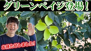 【春から植えたい】春にお庭が華やかになる植木入荷！