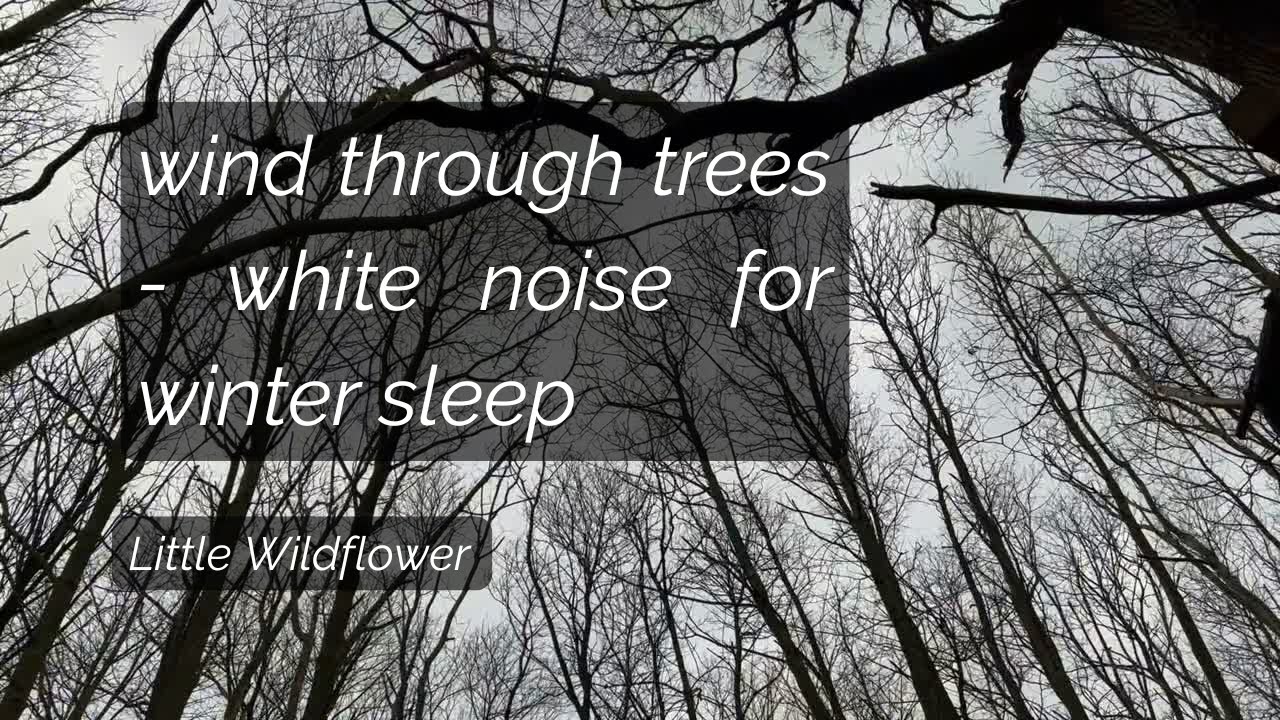 Wind Through Winter Trees 🌲 White Noise | Sleep, Study, Calm Focus (1 Hour) | Little Wildflower