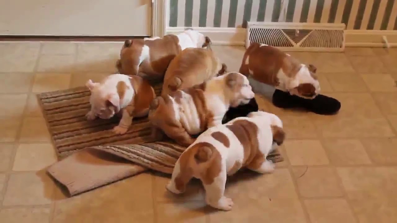 mermo bulldog puppies