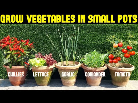 تصویری: باغبانی سبزیجات شهری - سبزیجات نوع بوته ای برای فضاهای کوچک