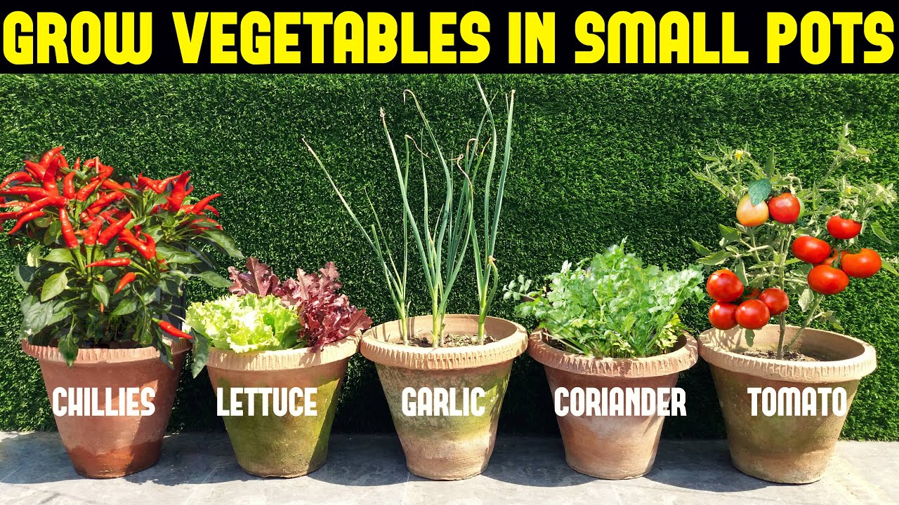 Planting Vegetables in Containers