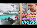 SOLUCIÓN si una coneja NO QUIERE criar a sus conejitos (Me MUERDE un conejo)