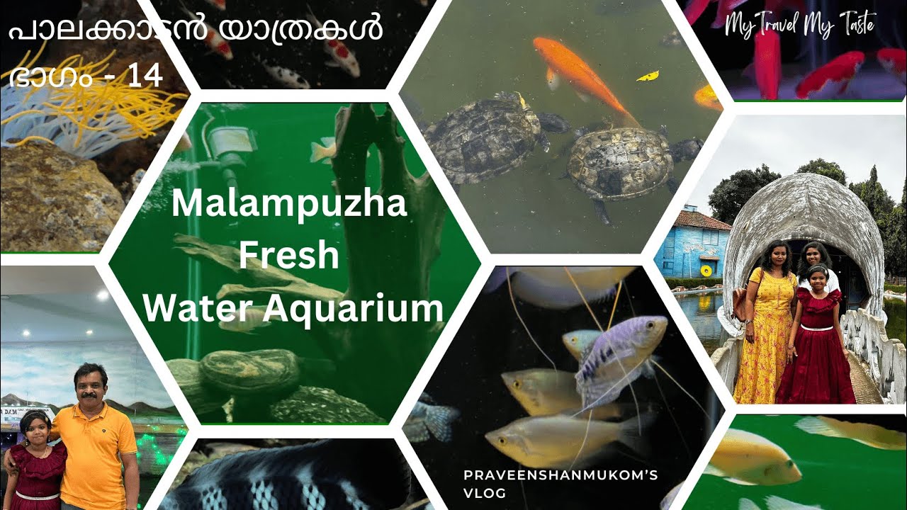Malampuzha Fresh Water Aquarium | മലമ്പുഴ ശുദ്ധജല അക്വേറിയം