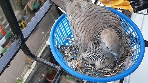 Zebra dove bird Protect the little ones in the nest very well.