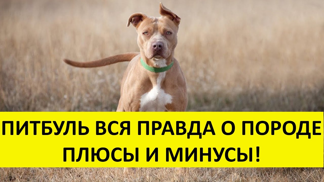 что такое питбуль с острым
