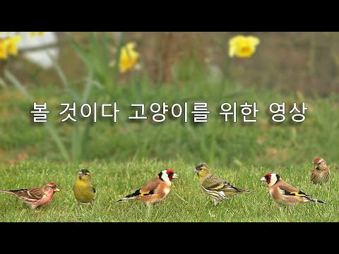 video-for-cats---litte-birds-everywhere
