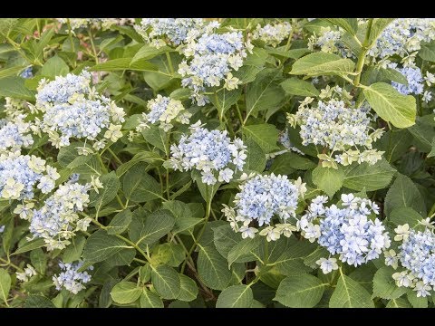 Vidéo: Comment Faire Un Hortensia Bleu ? Que Faire Pour Changer La Couleur En Bleu ? Comment Arroser L'hortensia ? Nous Utilisons Des Remèdes Populaires