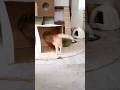 やられたらやり返す精神。#cat #猫 #弾丸猫