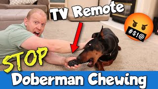 How to Stop a Doberman from Chewing on EVERYTHING!