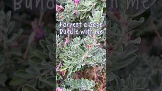 Harvest a safe bundle with me 💜🪄  #greenwitch #sage #magick