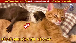 Rái Cá được chủ nhân cưng chiều và đem lòng yêu Mèo Cam || review Con Người Và Cuộc Sống