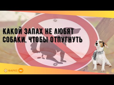 Какой запах не любят собаки, чтобы отпугнуть