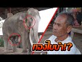 ช้างตกมันไหลเข้าปาก จะบ้า!เพราะ?