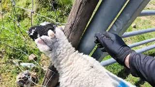 Lamb Rescue