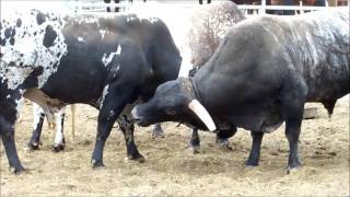 PBR Bulls at 2014 Pendleton Round Up