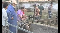 Fils de transhumance: Un troupeau entre la Crau et l'Alpe