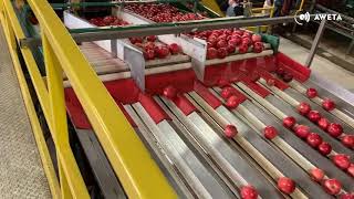 AWETA | Pomegranates