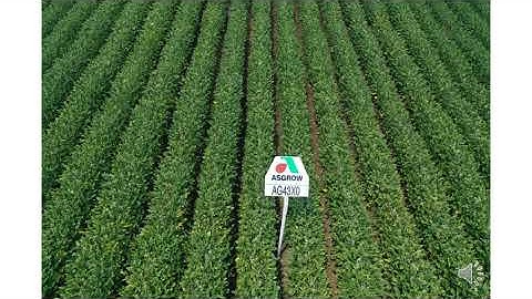 Asgrow 2022 XtendFlex Early group IV soybeans