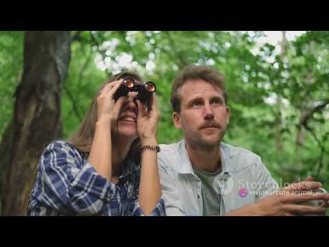 Birding Adventures: Bird-Watching