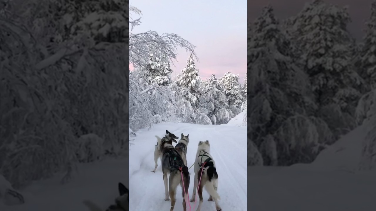 Experience the MAGIC of Husky Sled Riding in Tromso Norway!
