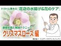 【プロが教える　生花の水揚げと花のケア～花もちのコツ】クリスマスローズ編