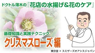 【プロが教える　生花の水揚げと花のケア～花もちのコツ】クリスマスローズ編