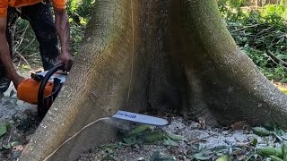 Sharp and powerfull chainsaw felling soft wood tree trunk. screenshot 5