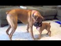 8 week old Boxer Baby Dexter & Big Old Elliot playing