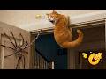 Best Viral Funny Animal Moments 😂 - Cute Cats &amp; Silly Dogs That Made Everyone Laugh 🐾 LOL OMG LOL