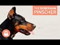 All About the Doberman Pinscher - Traits and Training の動画、YouTube動画。