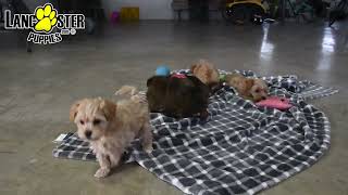 Lively Havapoo Puppies