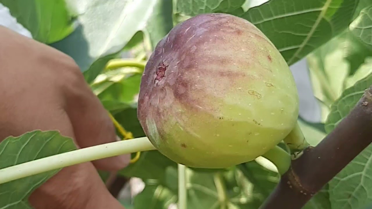 มะเดื่อฝรั่ง.พันธ์เบ๊กเจเนั่วอร่อยมาก