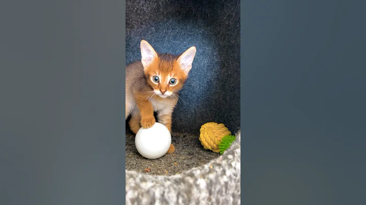 Video 11149091: chausie, kitten climbing, cat