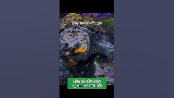 Rùa cá sấu hiền lành và con Sò hung tợn #xomrua #hocathuysinh #ruacanh #nuoirua #onhachoimotminh