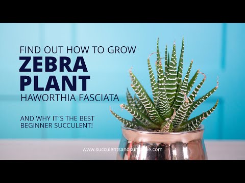 Video: Striped Haworthia