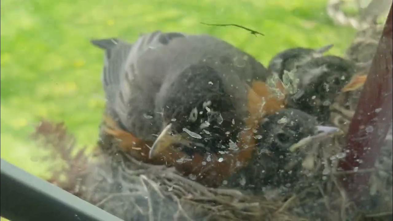 Update on the Robin nesting in our feont Door(wreath)nature,
