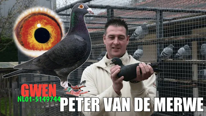 The Origin of PETER VAN DE MERWE Pigeons