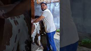 Mamo Na Qurbani Mai Hisa La Liya 🤨 #comedy #comedyfilms #funny #funnyscenes #comedian #comedystars