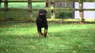 Rottweiler Send-away by Ross McCarthy 788 views 8 years ago 51 seconds