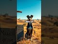 Dog That Lived 31 Years?! The Secret to Extreme Longevity!